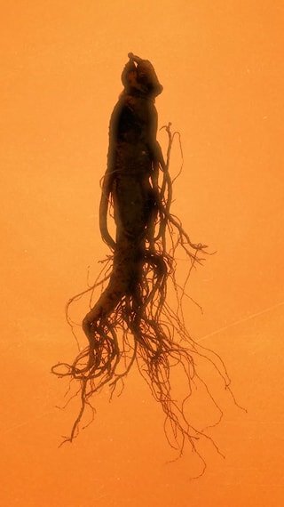 Korean Ginseng