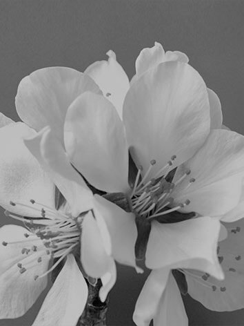SULWHASOO REBLOOMS