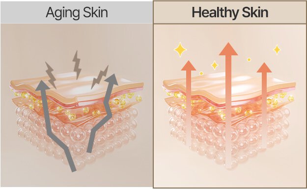 Perfect Renew 3X Cream / Aging Skin / Healthy Skin