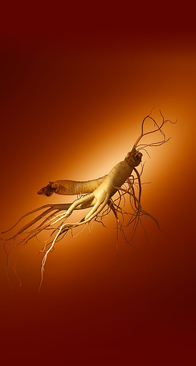 A vibrant ginseng root, with its intricate network of branches and offshoots, is showcased against a rich, warm background, highlighting the key ingredient in Sulwhasoo's Concentrated Ginseng Rejuvenating Cream.