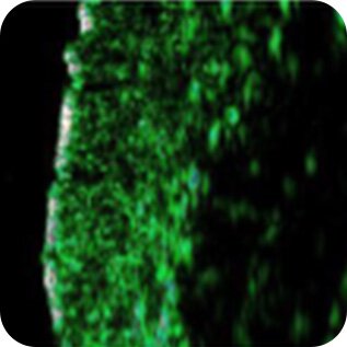 Sau 4 tuần. of use, Skin Firmness Effect