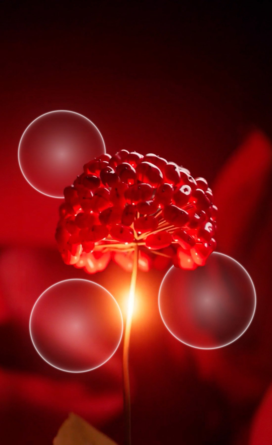 Ginseng Berry SR™