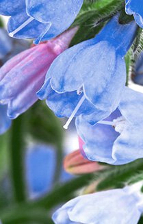 Allantoin