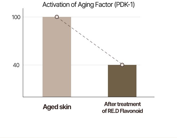 Activation of Aging Factor (PDK-1) Aged skin / After treatment of RE.D Flavonoid