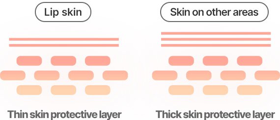 Lip skin Thin skin protective layer Skin on other areas Thick skin protective layer