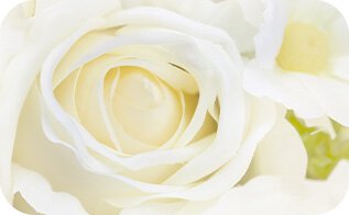 A close-up reveals the delicate, creamy petals of a white rose, symbolizing the soothing and restorative properties of Laneige's Cica Sleeping Mask.