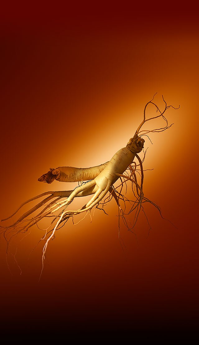 兩根人參根莖交纏纏繞，展現其綿延的根系網絡，彰顯雪花秀濃縮人參活膚霜富潤版核心成分的強效活膚能量。