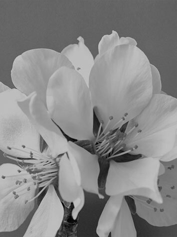 SULWHASOO REBLOOMS