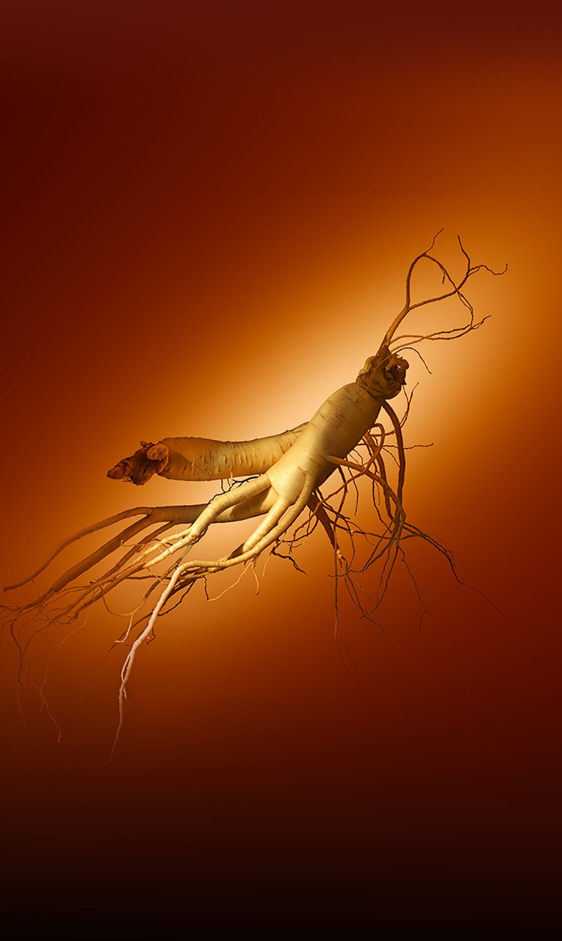 兩根交纏的人參根莖，映襯於濃郁的橘色背景上，凸顯雪花秀「人參精華活膚霜（豐潤）」的核心成分，承諾為肌膚帶來煥活飽滿的觸感。