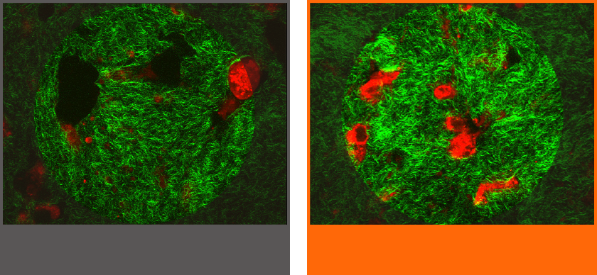 顯微影像呈現雪花秀高濃縮人蔘活膚霜如何促進膠原蛋白生成與肌膚再生，彰顯此乳霜對肌膚細胞的強效作用。