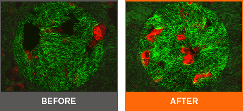 Before and after microscopic images showing skin collagen damage and repair after 48 hours of GINSENOMICS treatment