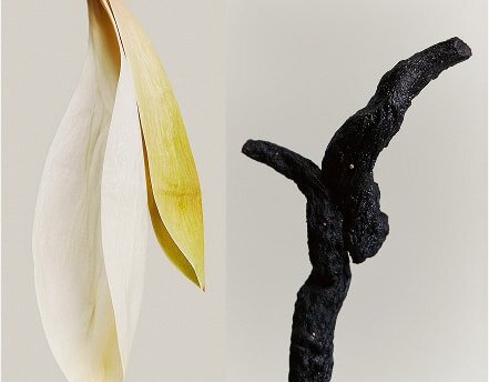 Plant Ingredients – Lotus Seed, White Lily, Rehmannia