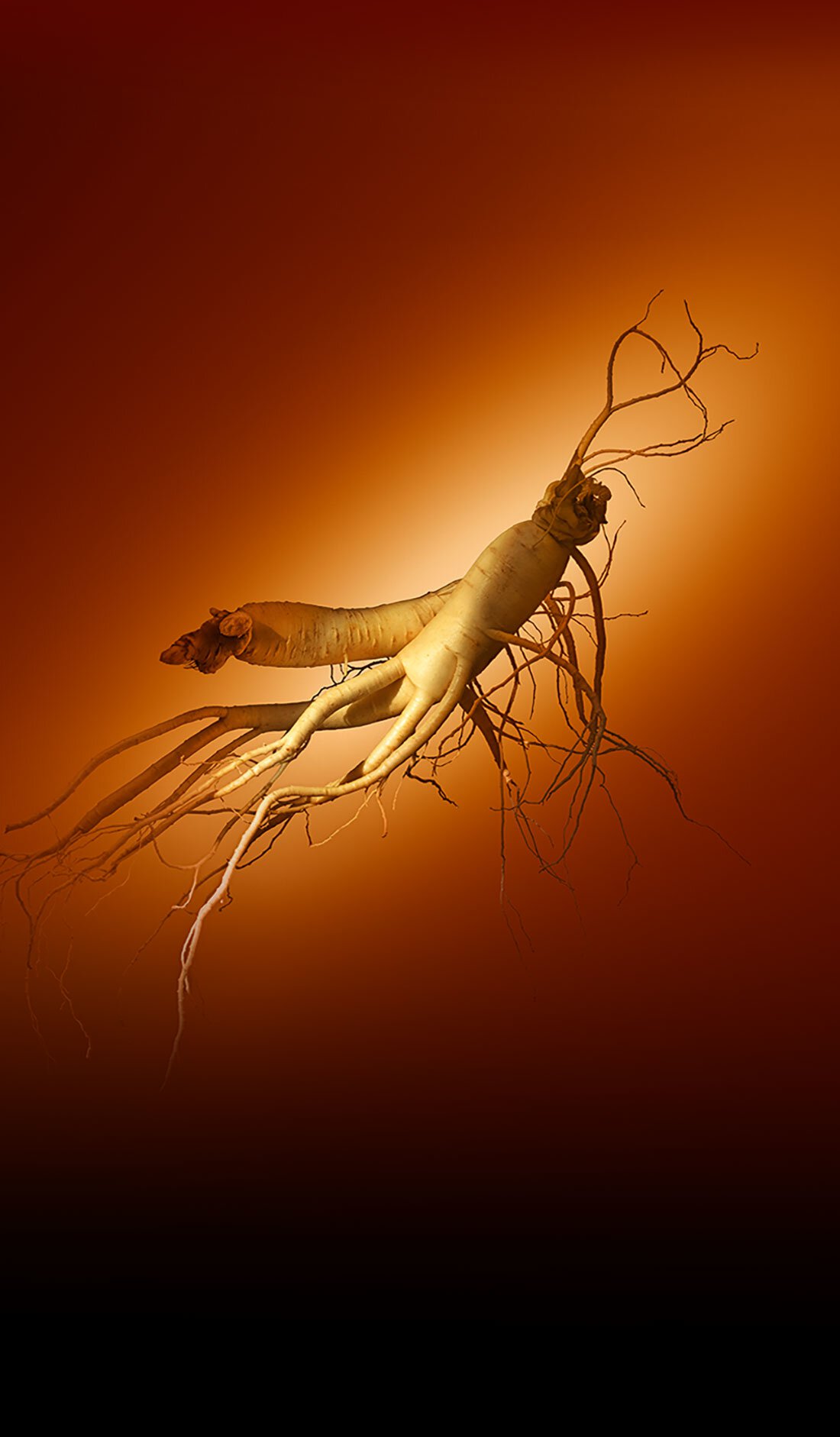 兩根人參根莖交錯纏繞，展現其綿延的根系網絡，彰顯雪花秀人參精華活膚霜的核心成分，承諾賦予肌膚新生活力與彈潤光采。