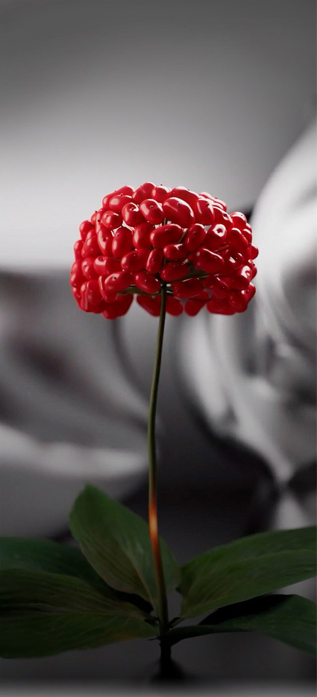 Ginseng Berry